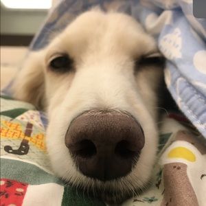 Meet your Posher, Dongting